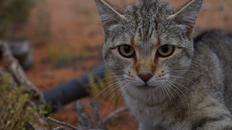 Feral Cat