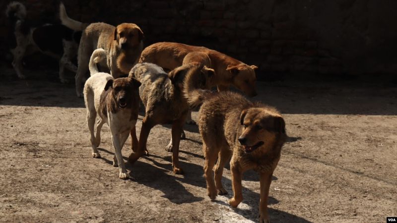 Feral Dog Packs