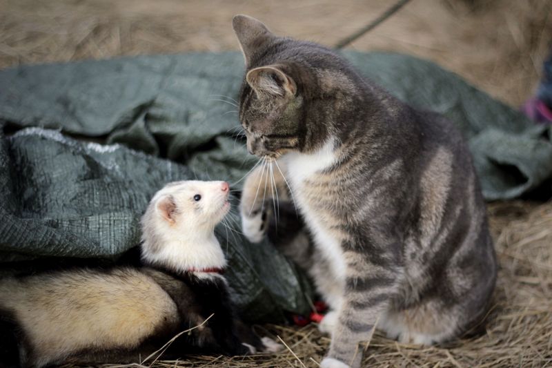 Ferrets Face Feline Rejection