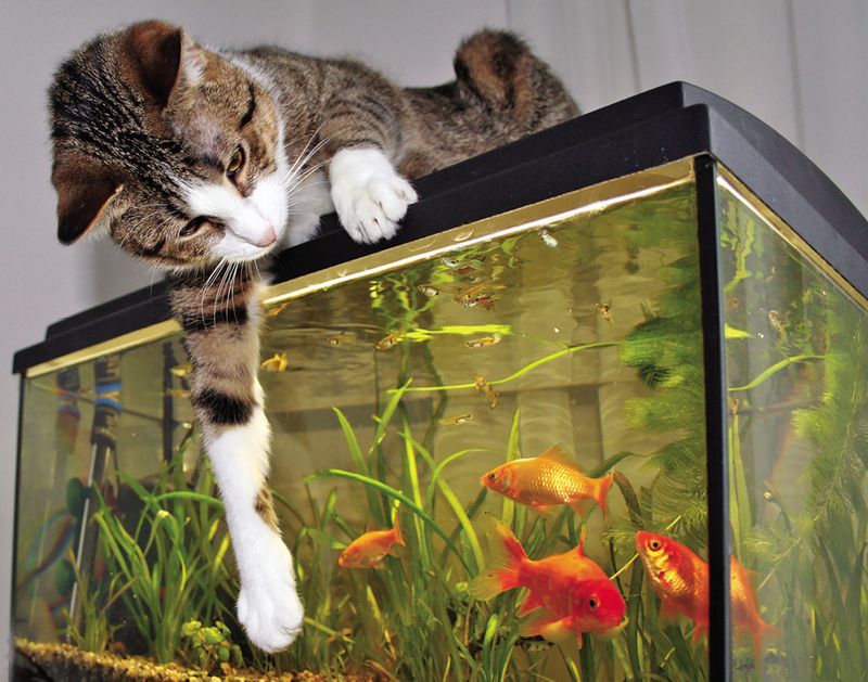 Fish Tanks Frustrate Felines Forever