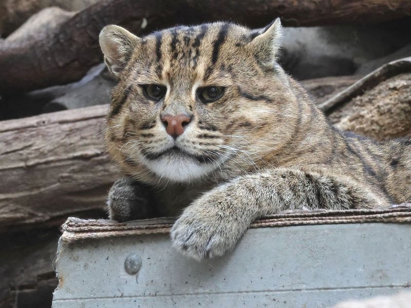 Fishing Cat