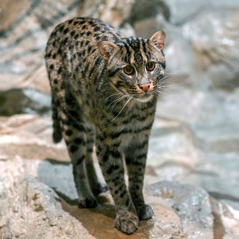 Fishing Cat