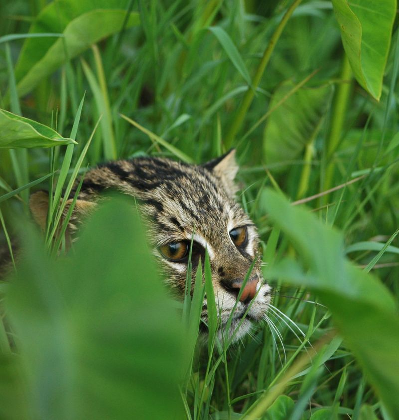 Fishing Cat