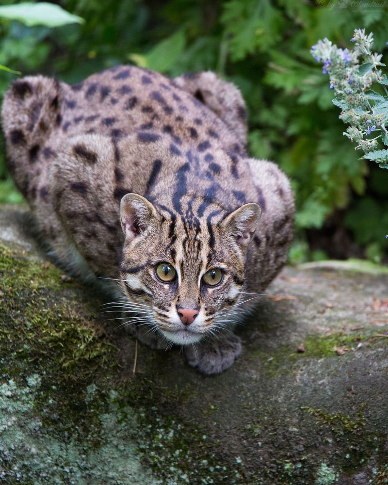 Fishing Cat