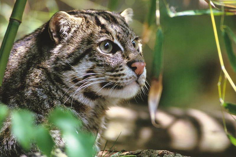 Fishing Cat