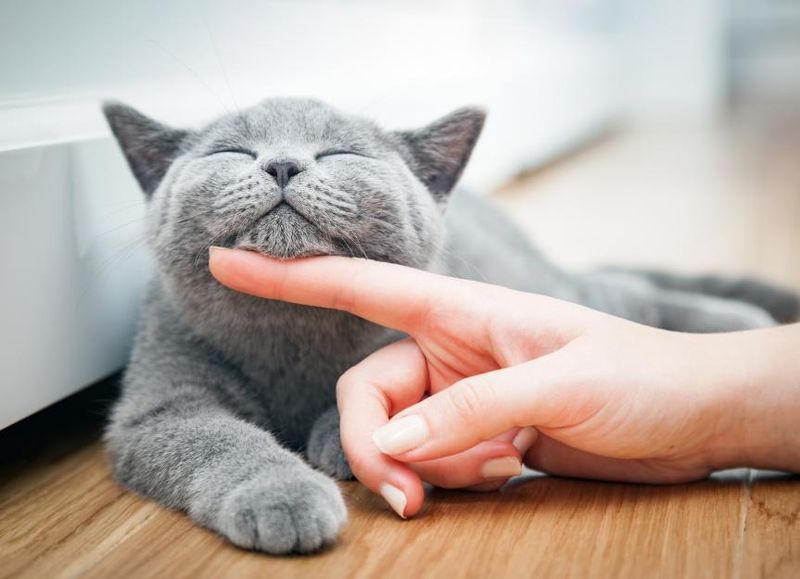 Five stars for the petting... as long as it's on my terms.