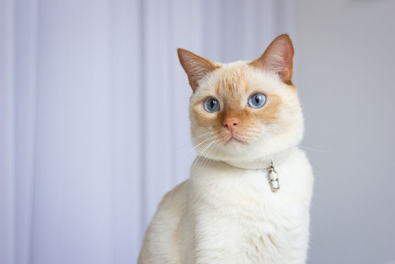 Flame (Red) Point Siamese