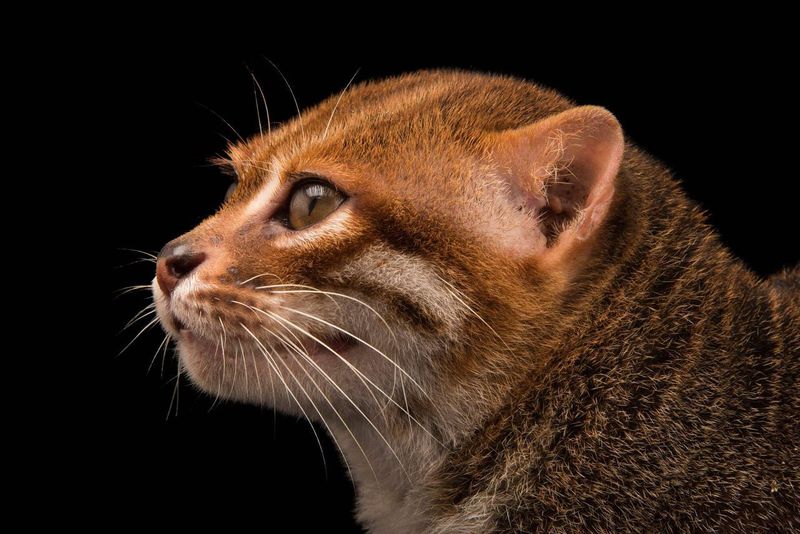 Flat-Headed Cat