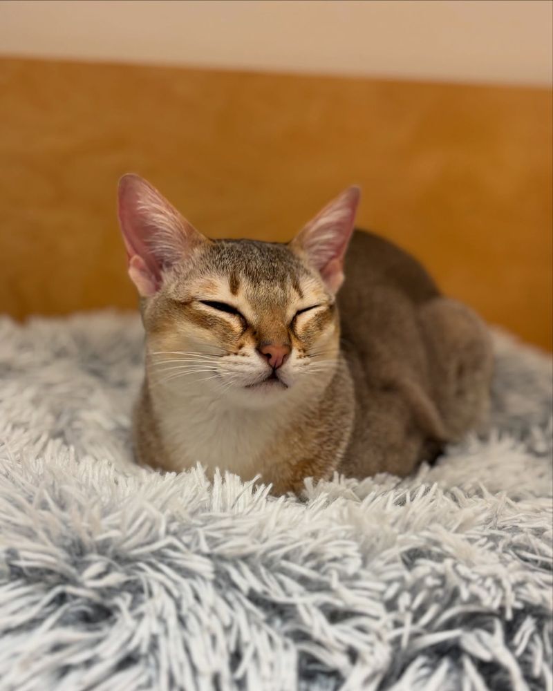 Flattened Ears Signal Danger