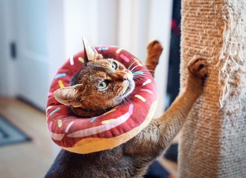 Fleas and Parasites Are Major Skin Offenders