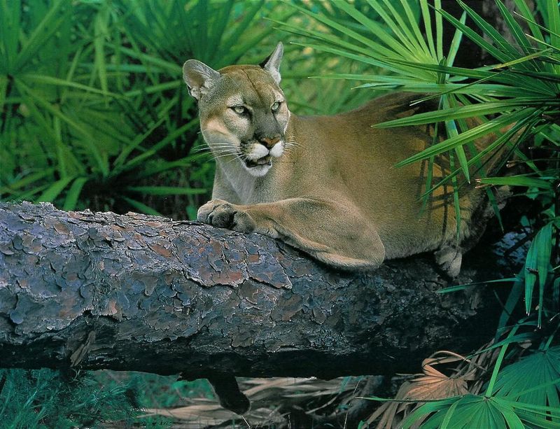 Florida