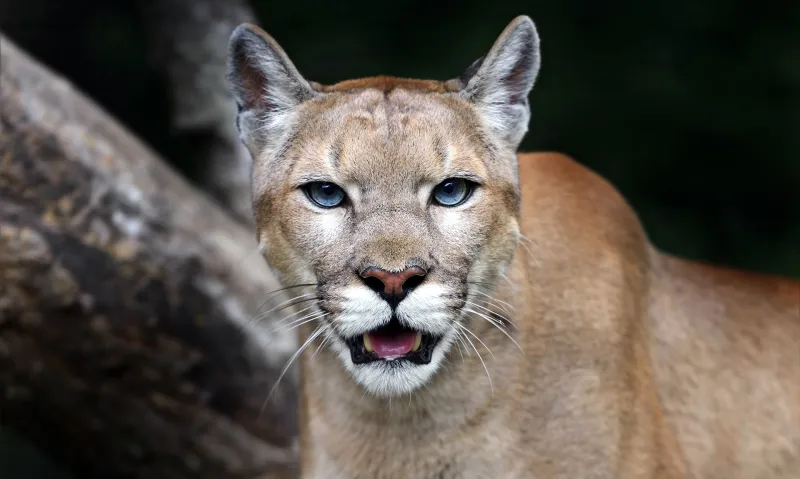 Florida Panther National Wildlife Refuge