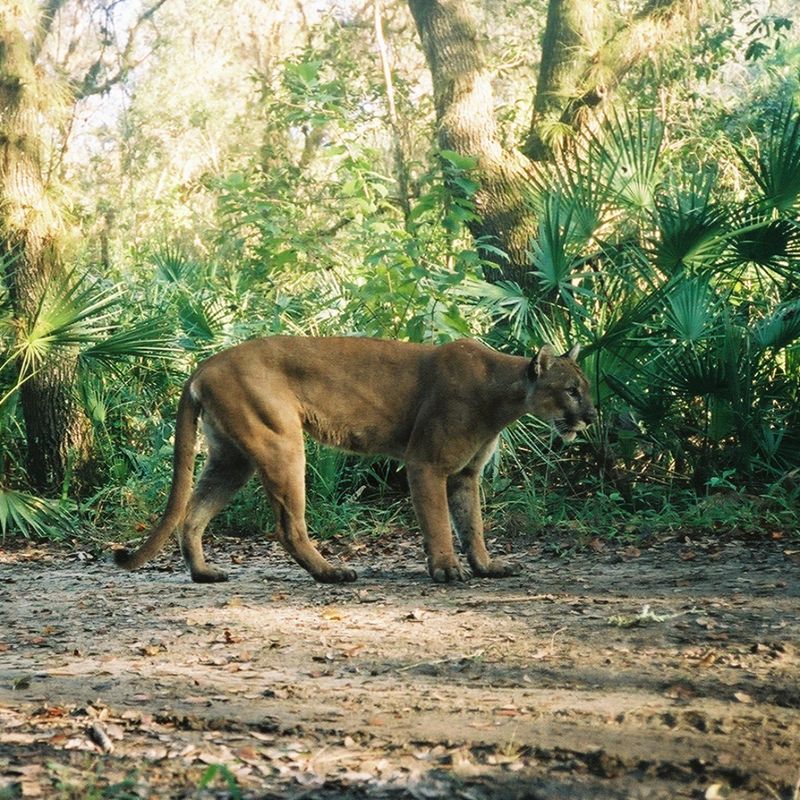 Florida Panther: The Ghost of the Everglades