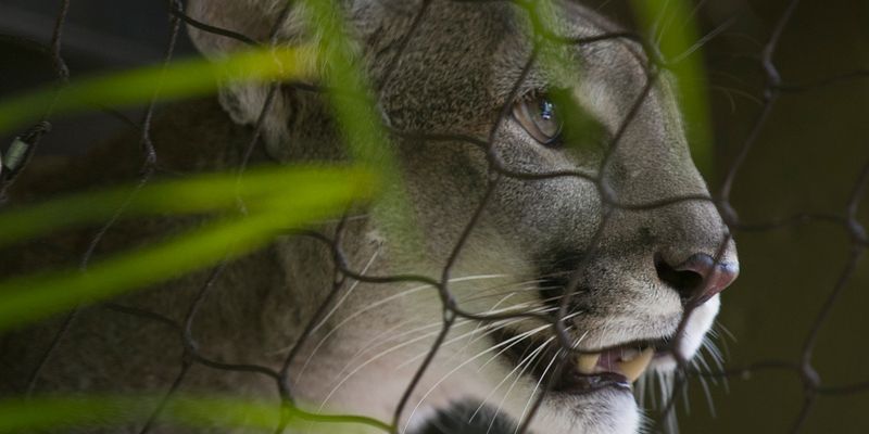 Florida's Panther Presence