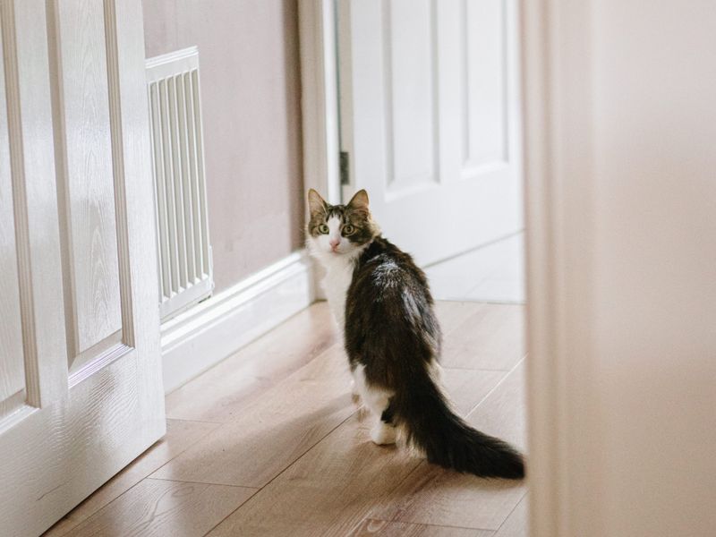 Following You to the Bathroom