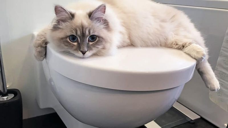 Following You to the Bathroom Every Single Time