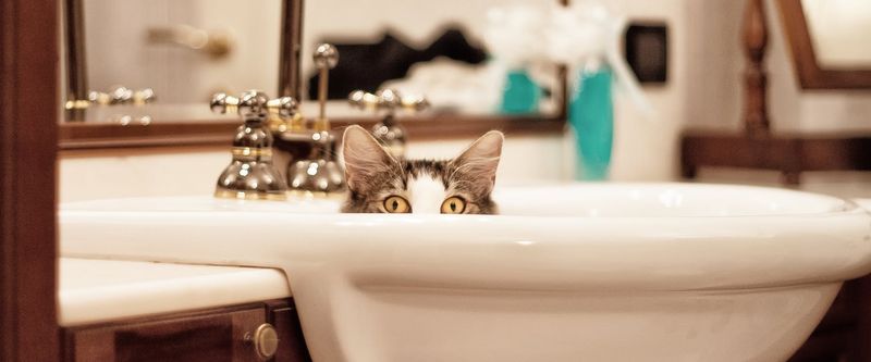 Following You to the Bathroom