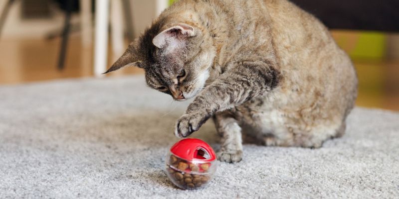 Food Puzzle Toys