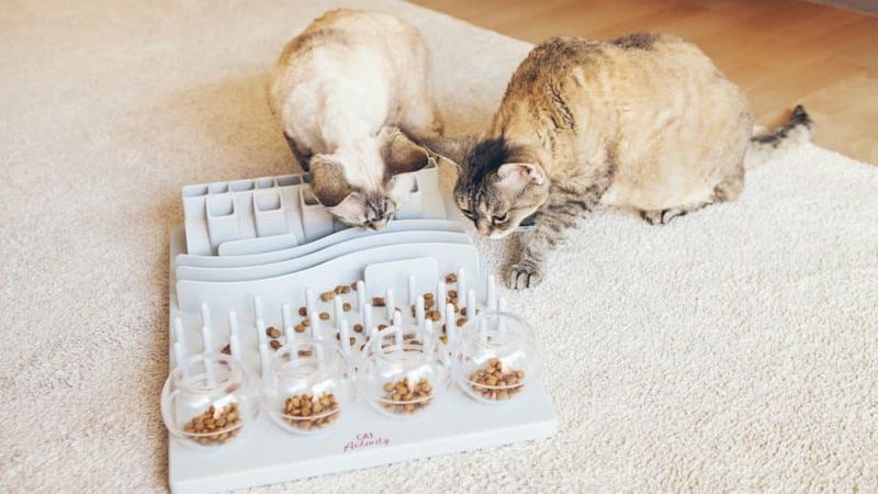 Food Puzzles: Turning Mealtime into Hunt Time