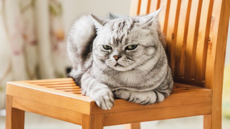 Forcing Medication or Grooming
