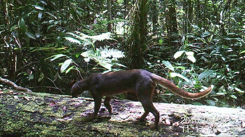 Forest-Dependent Habitat