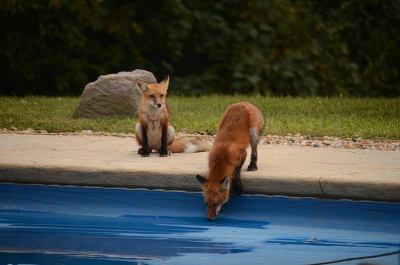 Fox Encounters