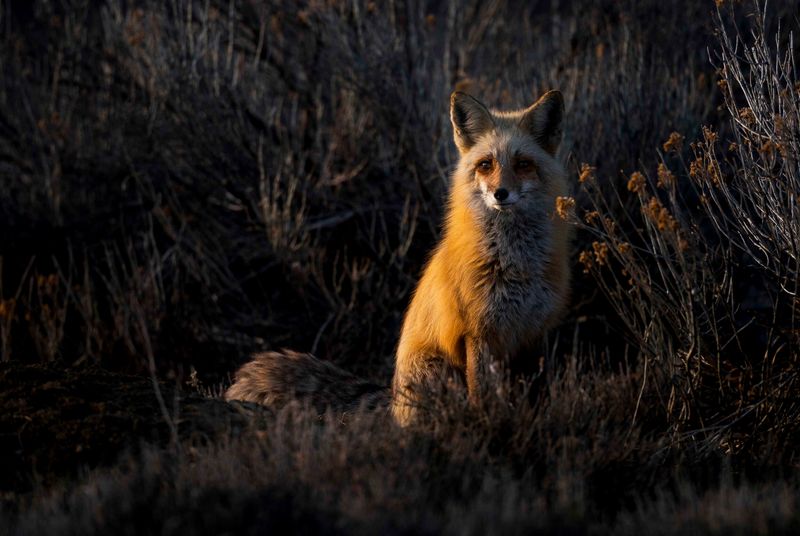 Foxes