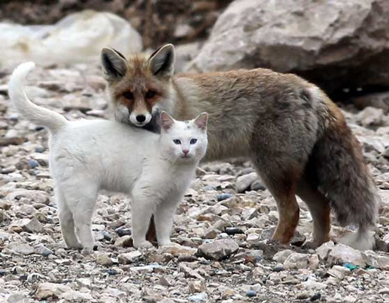 Foxes
