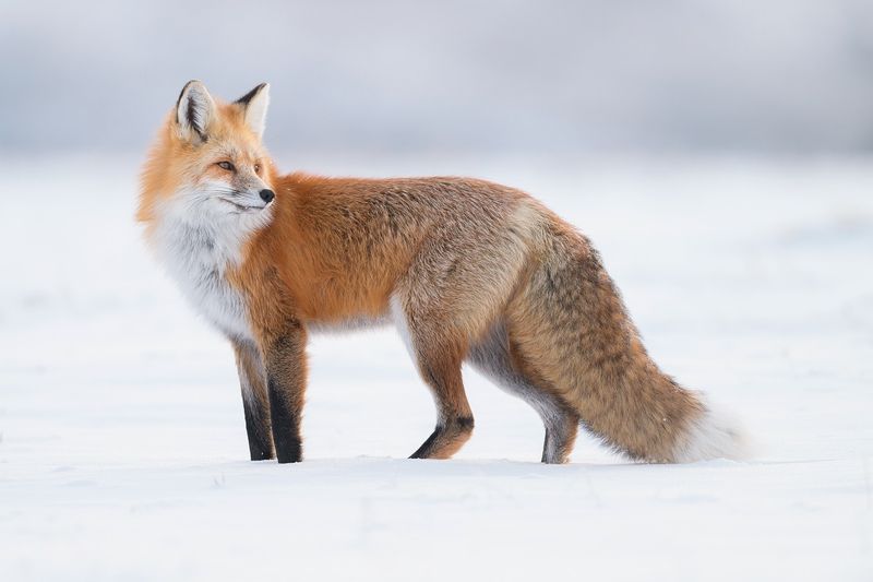 Foxes
