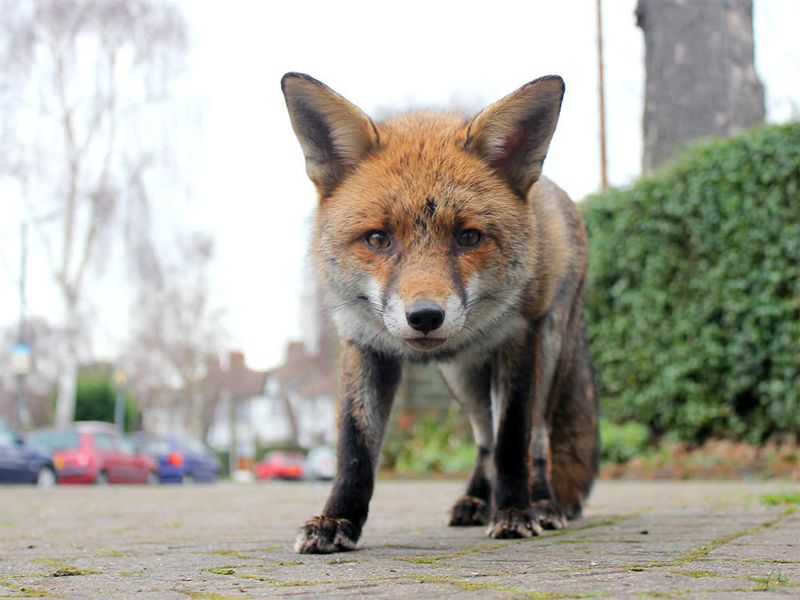 Foxes