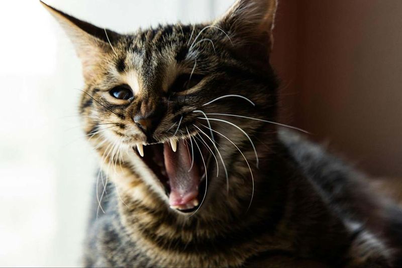 Frequent Hissing