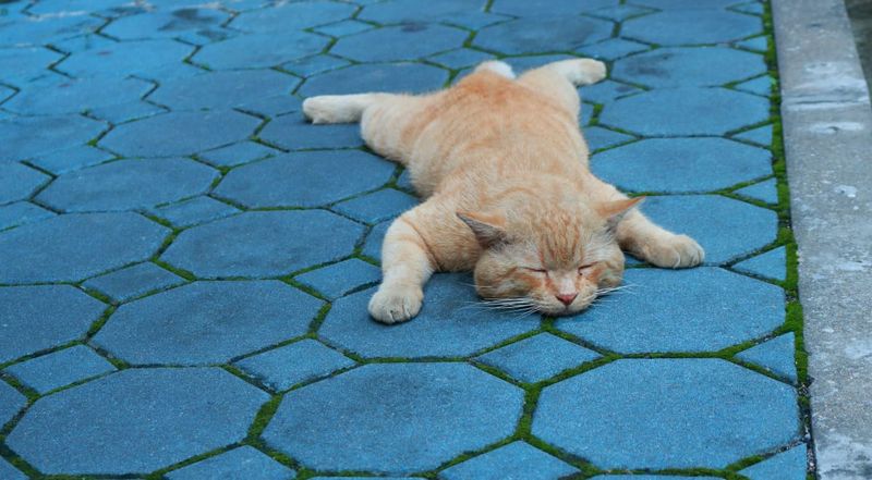 Frequent Napping in Odd Locations
