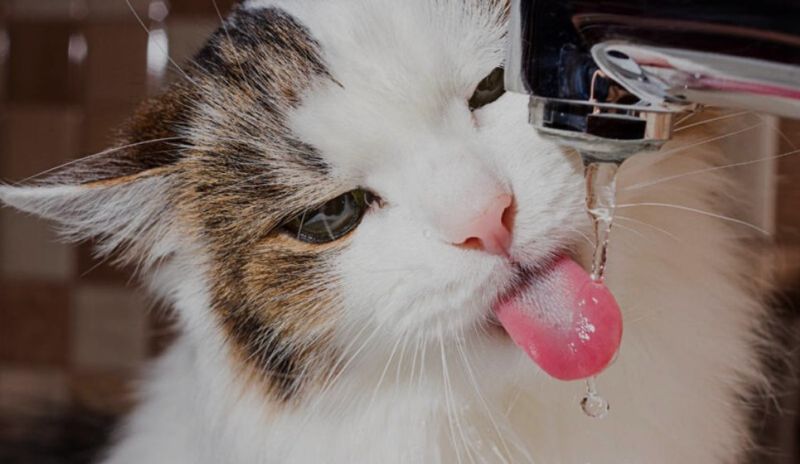 Fresh Water Station