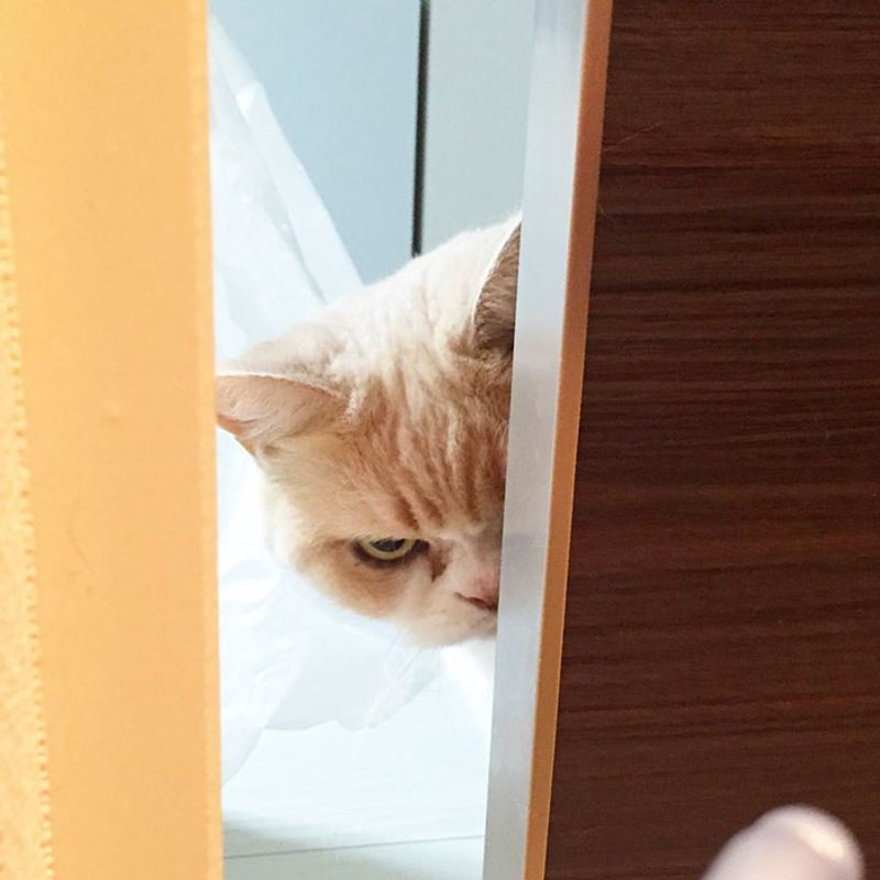 Full Meltdown (a.k.a. Door Demon)