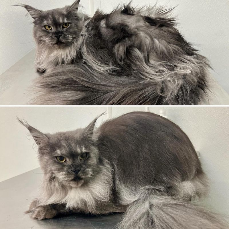 Fur Tumbleweeds That Defy Physics