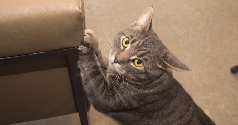 Furniture Destruction Acceptance