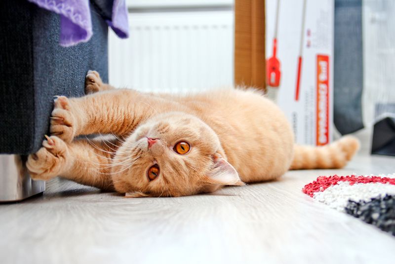 Furniture Scratching