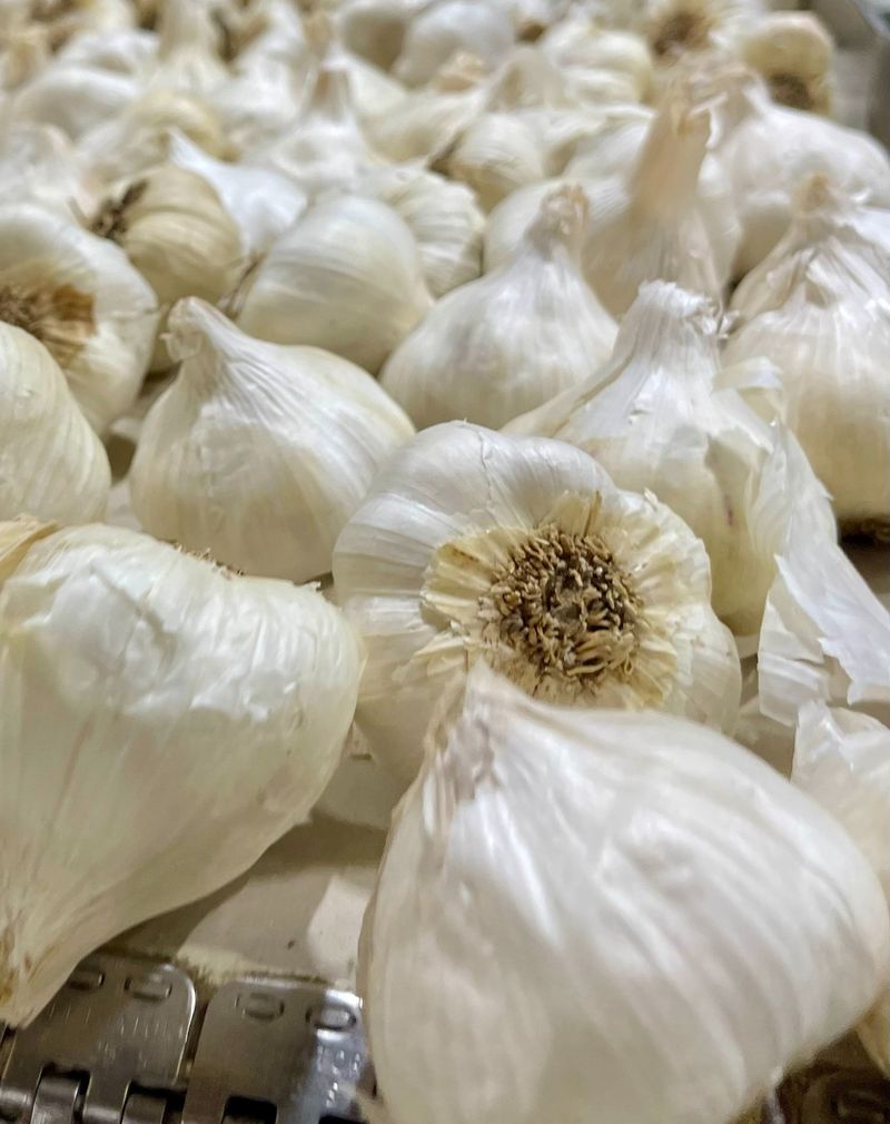 Garlic