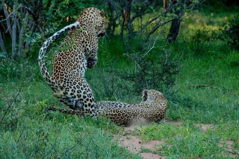 Genetic Diversity Through Mating