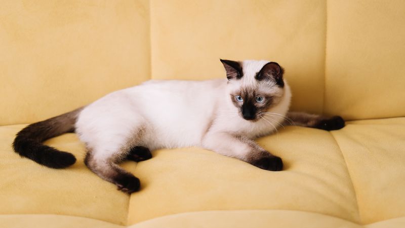 Genetics and Breed Predisposition