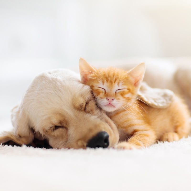 Gentle Dogs Create Canine-Feline Families