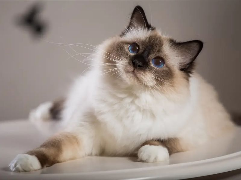 Gentle Giants: The Birman's Distinctive Personality