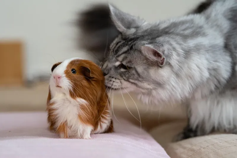Gentle Guinea Pigs Join The Family
