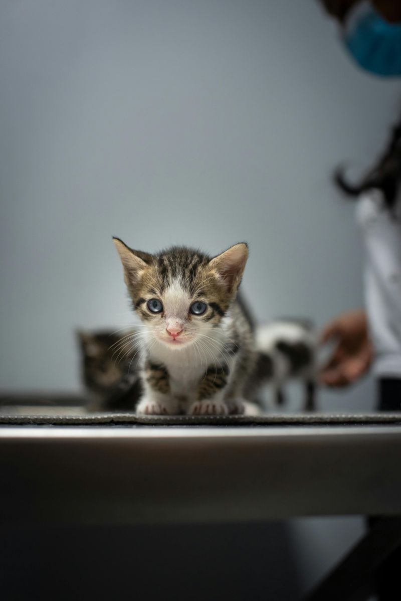 Gentle Handling Prepares for Veterinary Care