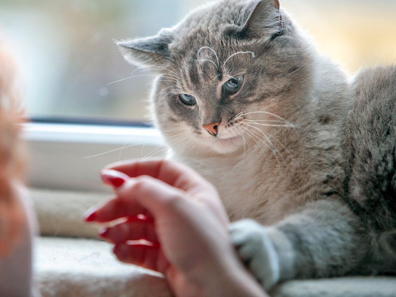 Gentle Paw Placement