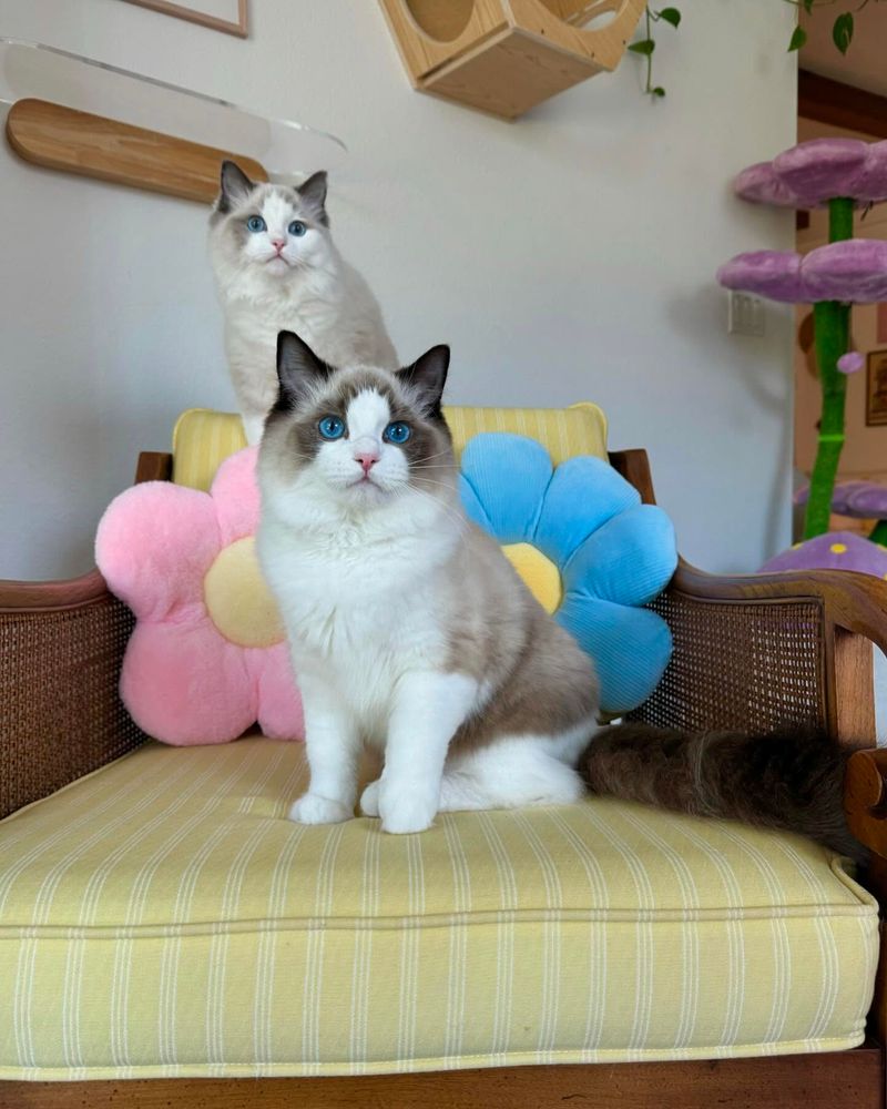 Gentle Temperament