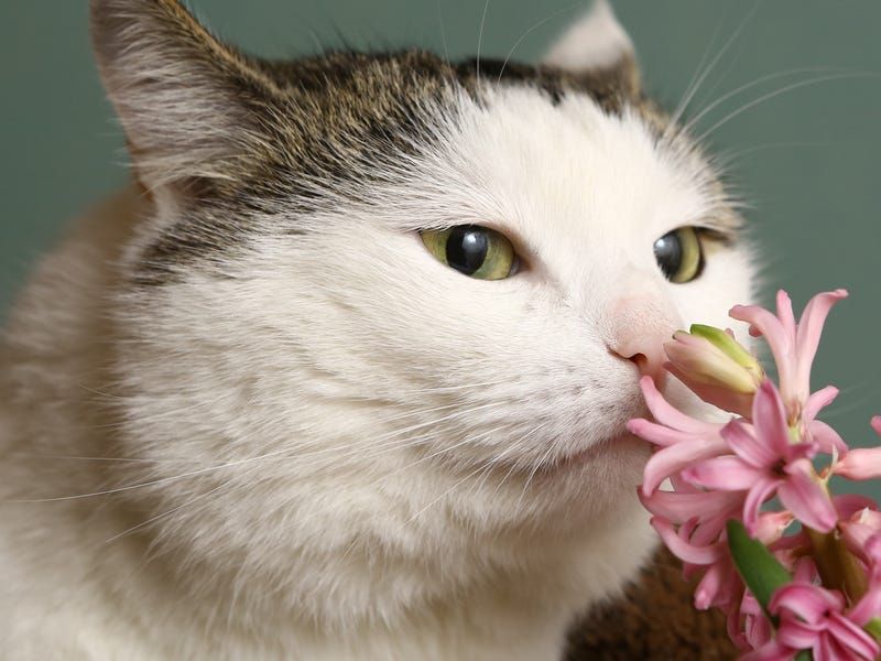 Give a Special Scent Tour