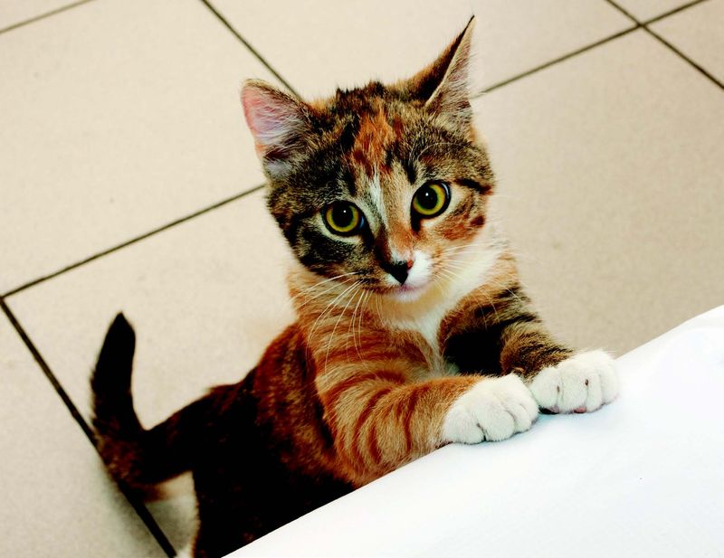 Giving Attention During Table Begging