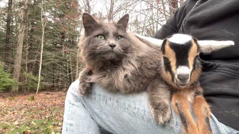 Goats