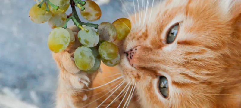 Grapes and Raisins